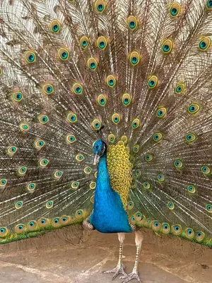 Couple Mature Blue Peacock