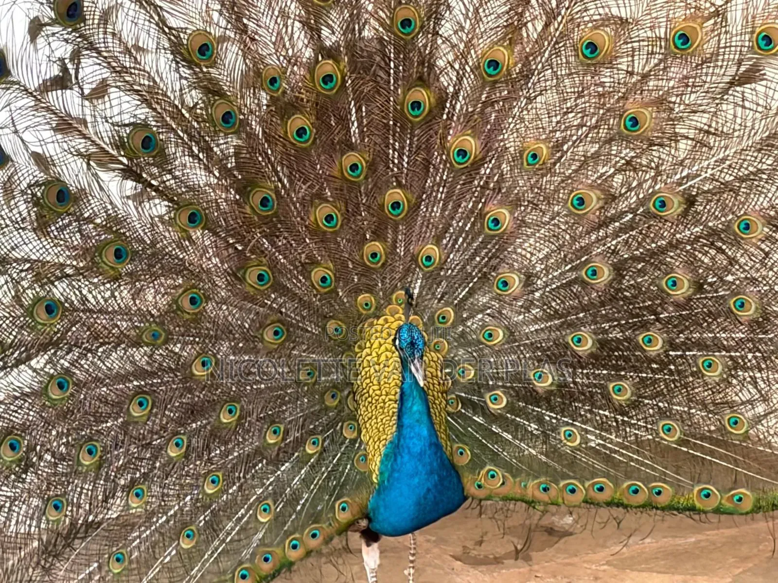 Couple Mature Blue Peacock