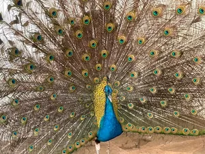 Couple Mature Blue Peacock