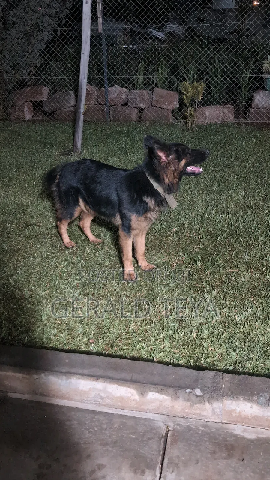 1+ year Female Purebred German Shepherd