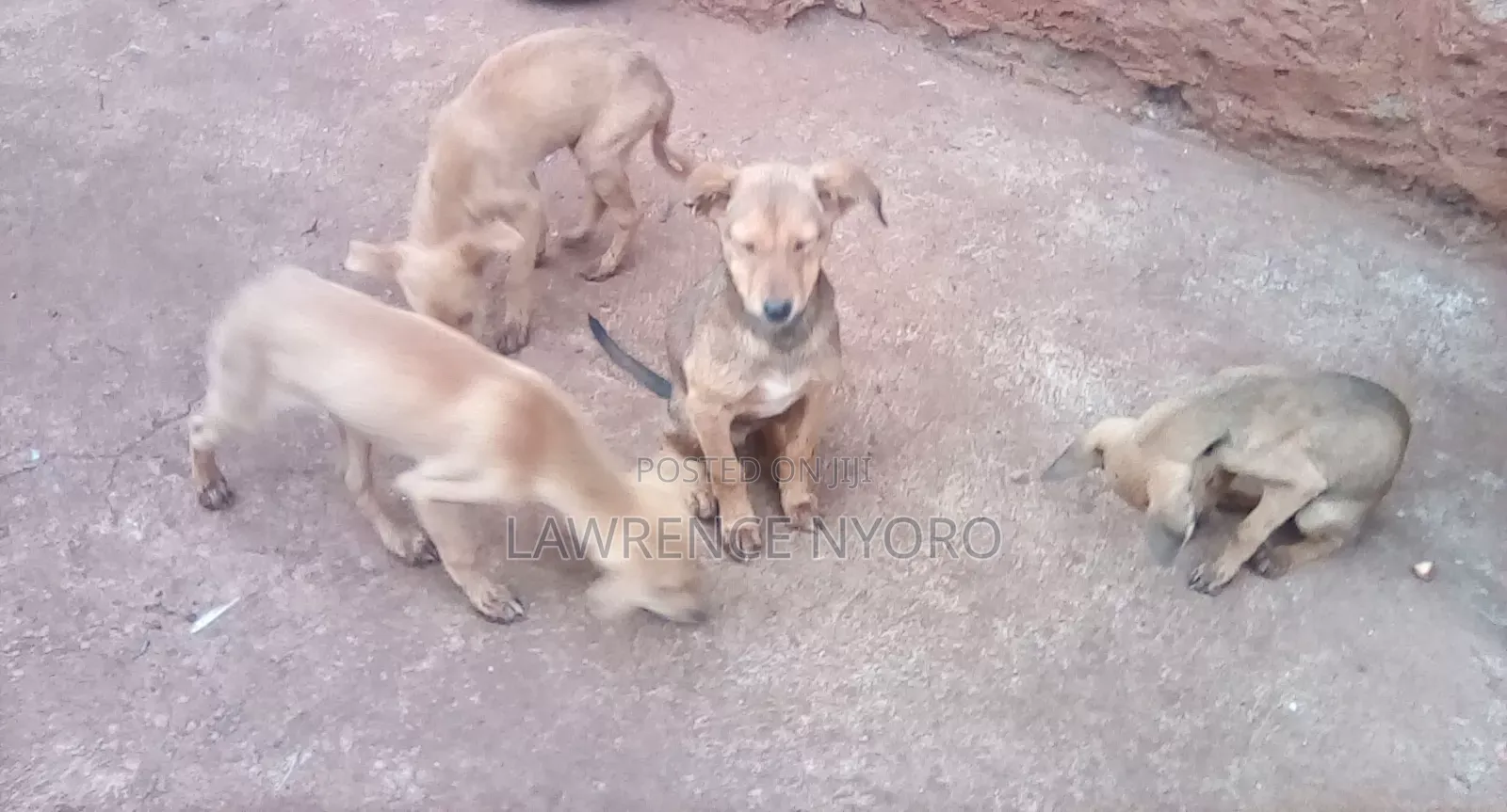 3-6 months Male Mixed Breed Dog
