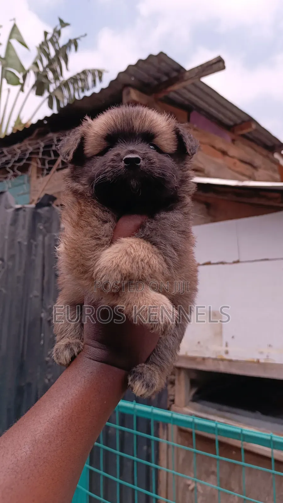 1-3 months Male Purebred Havanese
