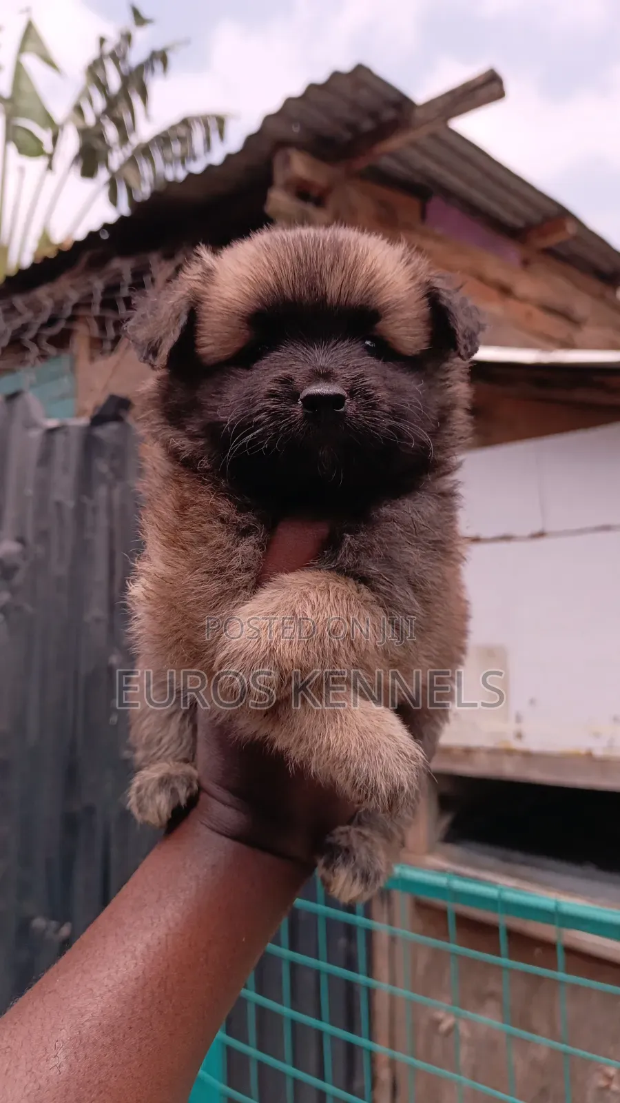 1-3 months Male Purebred Havanese