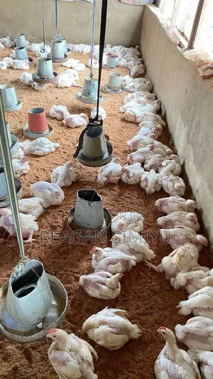1 Month and Day Old Chicks for Sale