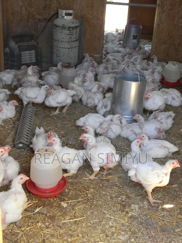 1 Month and Day Old Chicks for Sale