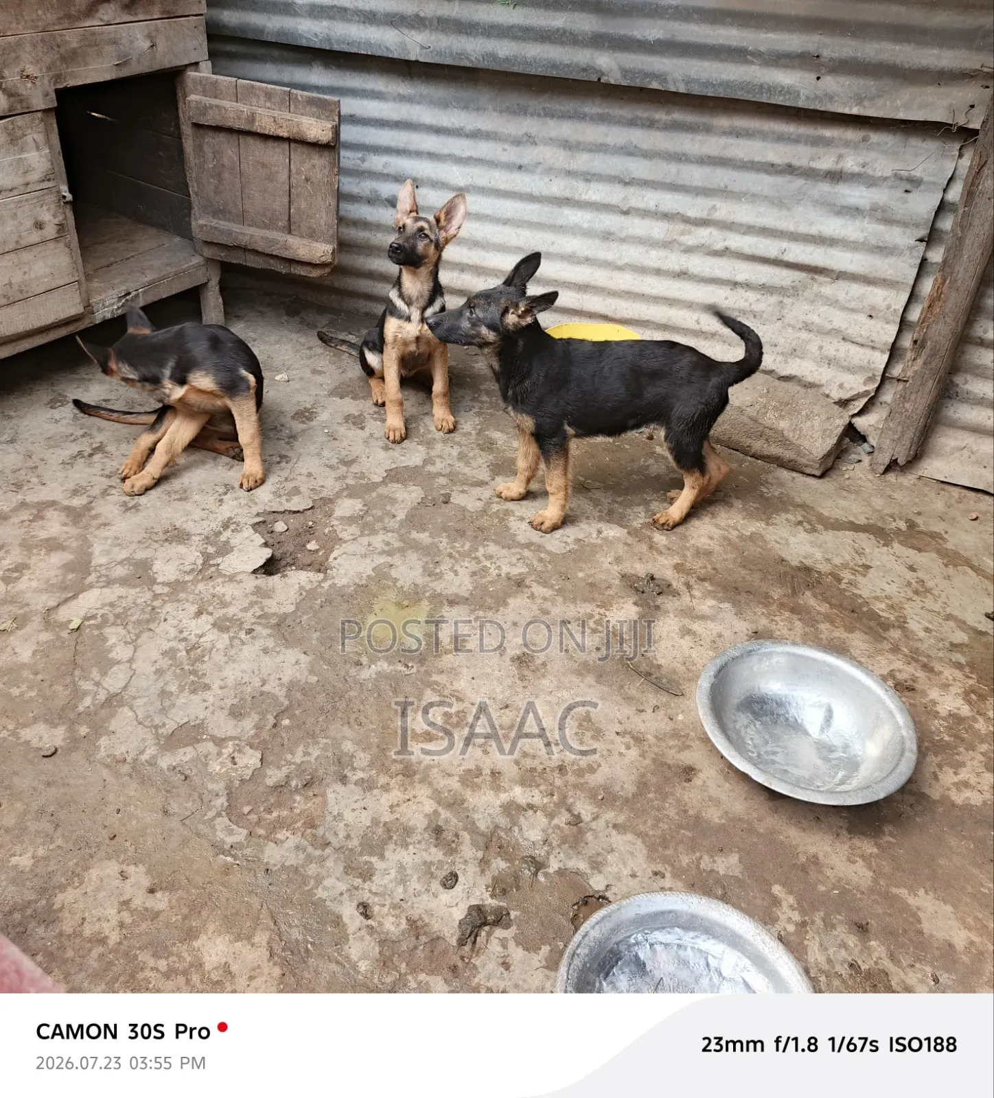 3-6 months Female Purebred German Shepherd