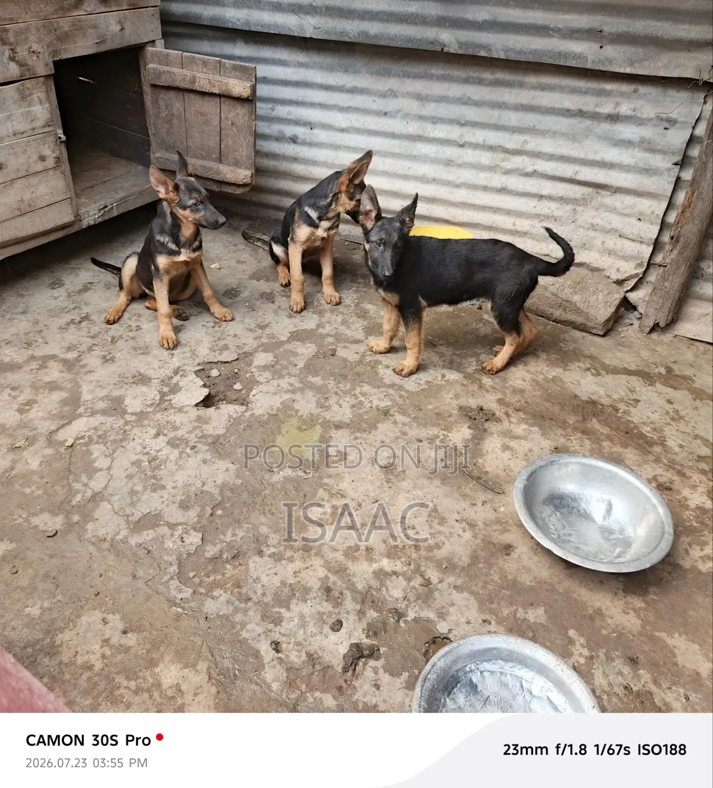 3-6 months Female Purebred German Shepherd