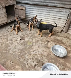 3-6 months Female Purebred German Shepherd