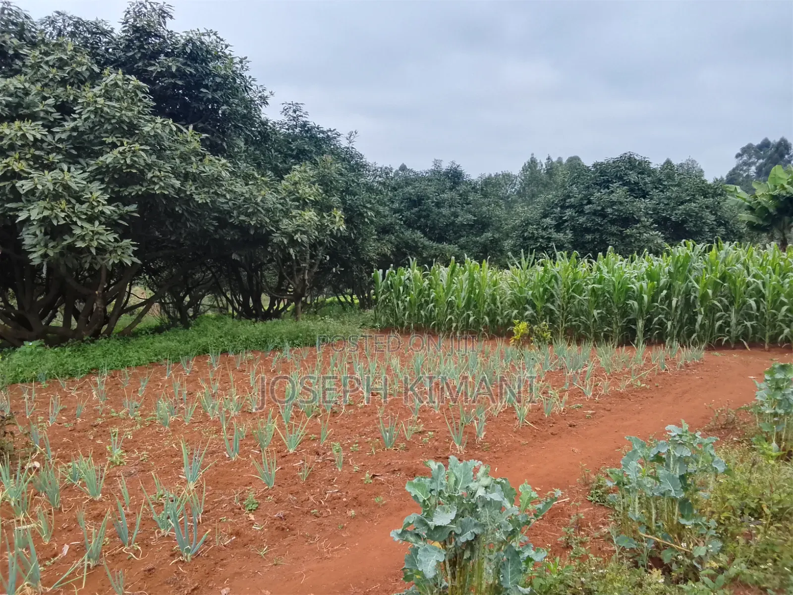 Farm for Sale in Munduro Gatundu South