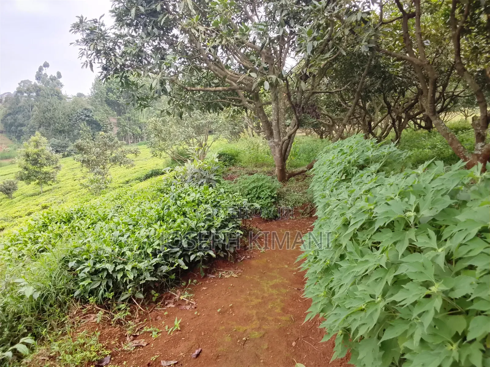 Farm for Sale in Munduro Gatundu South