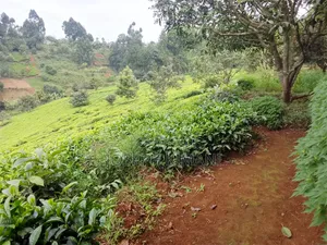 Farm for Sale in Munduro Gatundu South