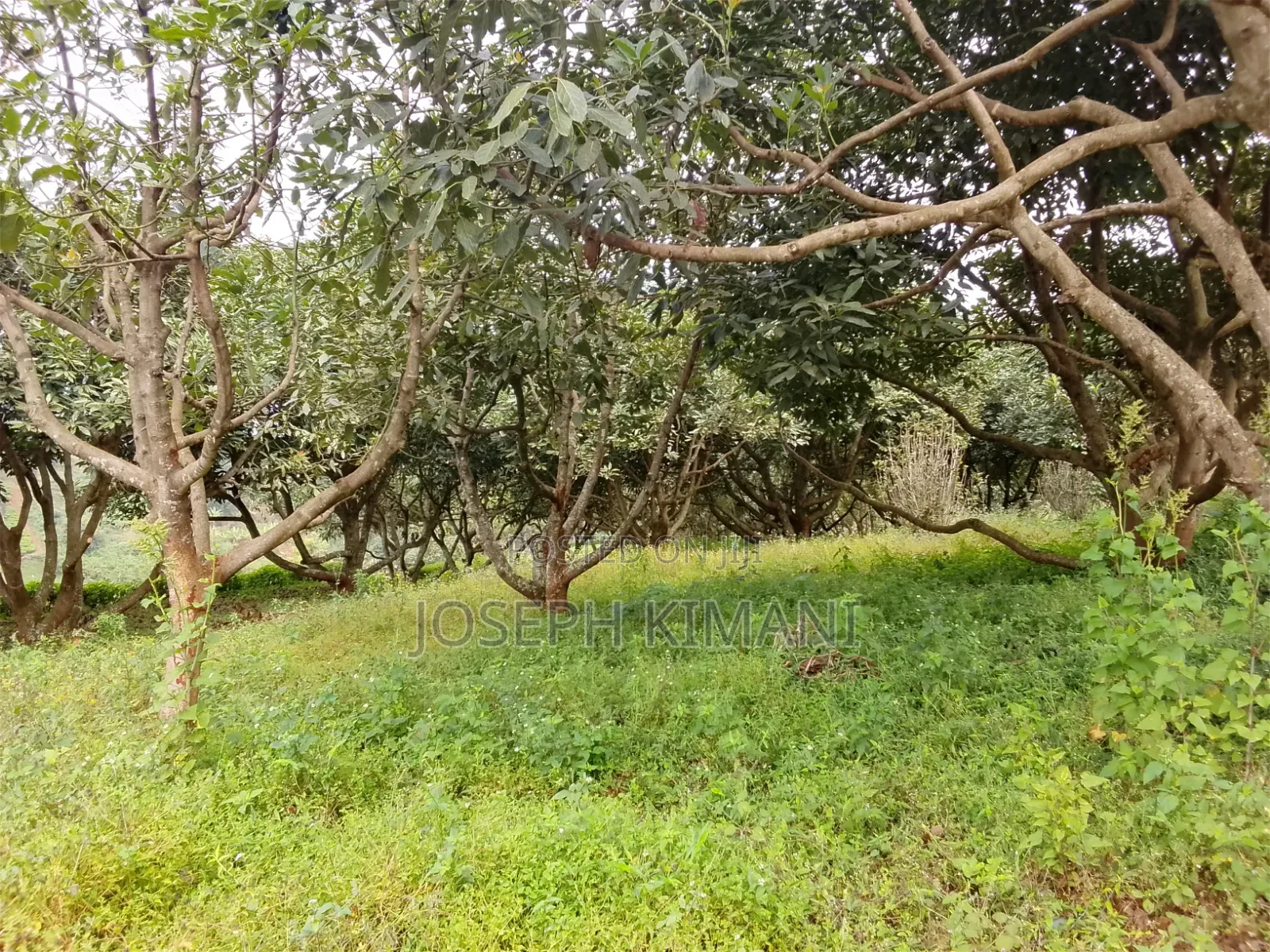 Farm for Sale in Munduro Gatundu South