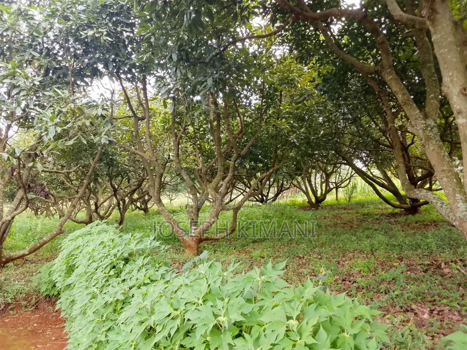 Farm for Sale in Munduro Gatundu South