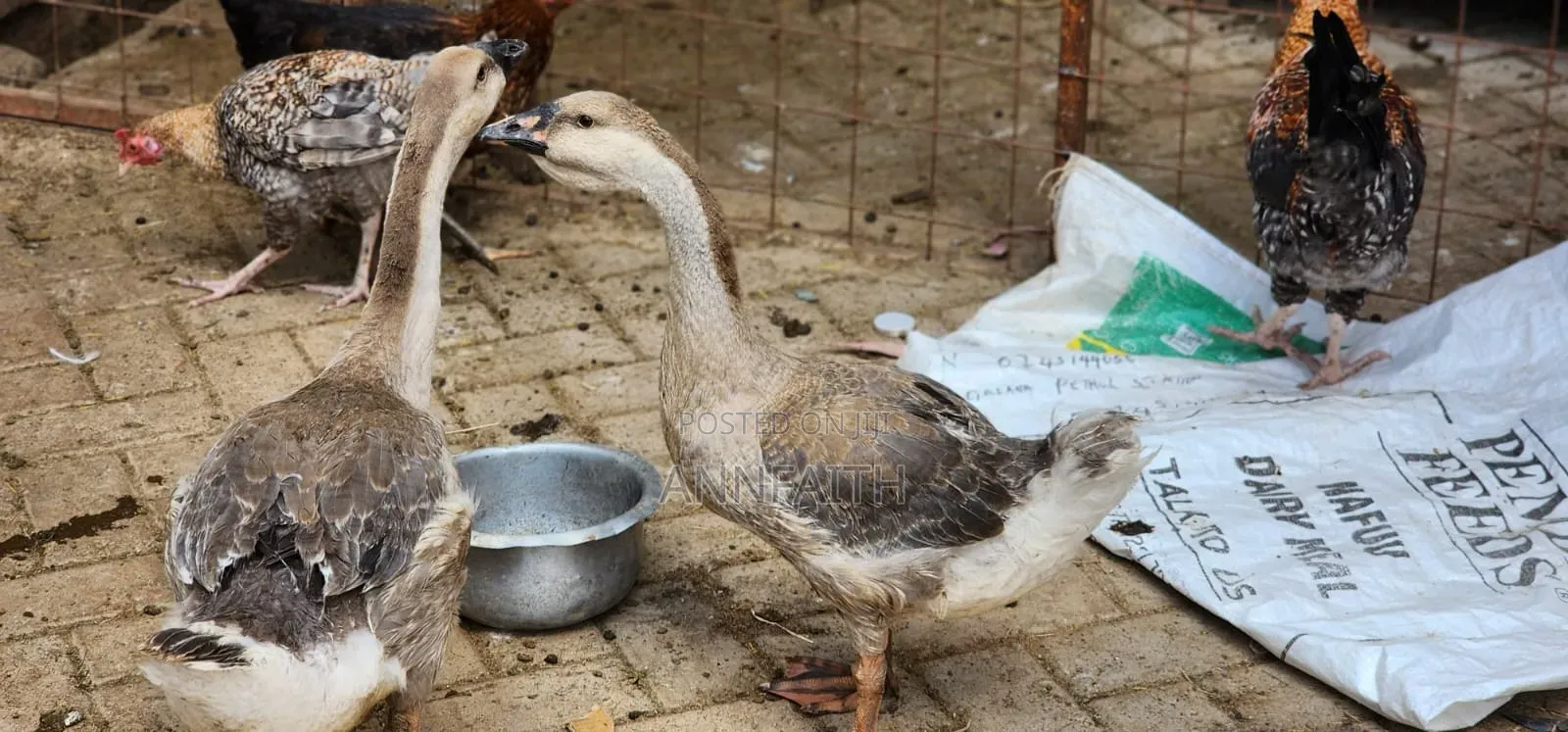 African Geese Upcoming