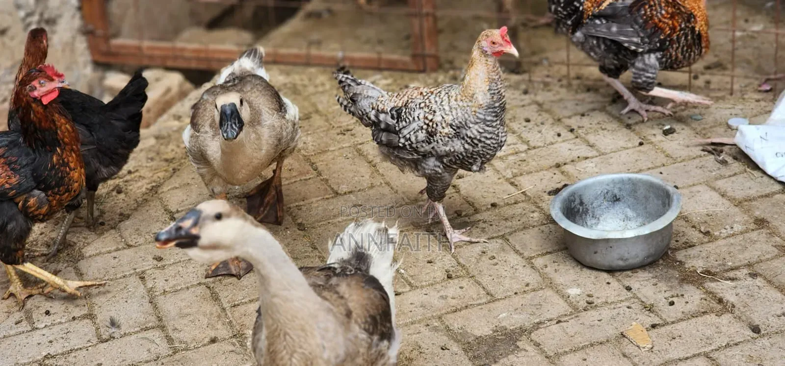 African Geese Upcoming