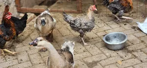 African Geese Upcoming