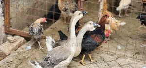 African Geese Upcoming