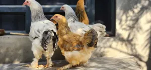 Brahma Chicken