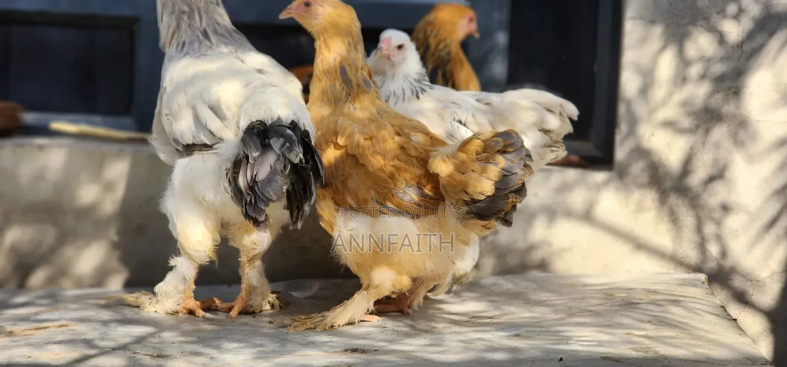 Brahma Chicken