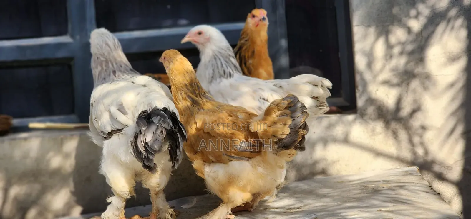 Brahma Chicken