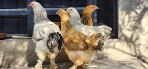 Brahma Chicken
