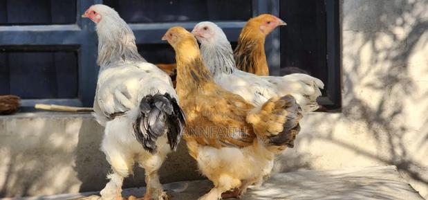Brahma Chicken - thumbnail 4