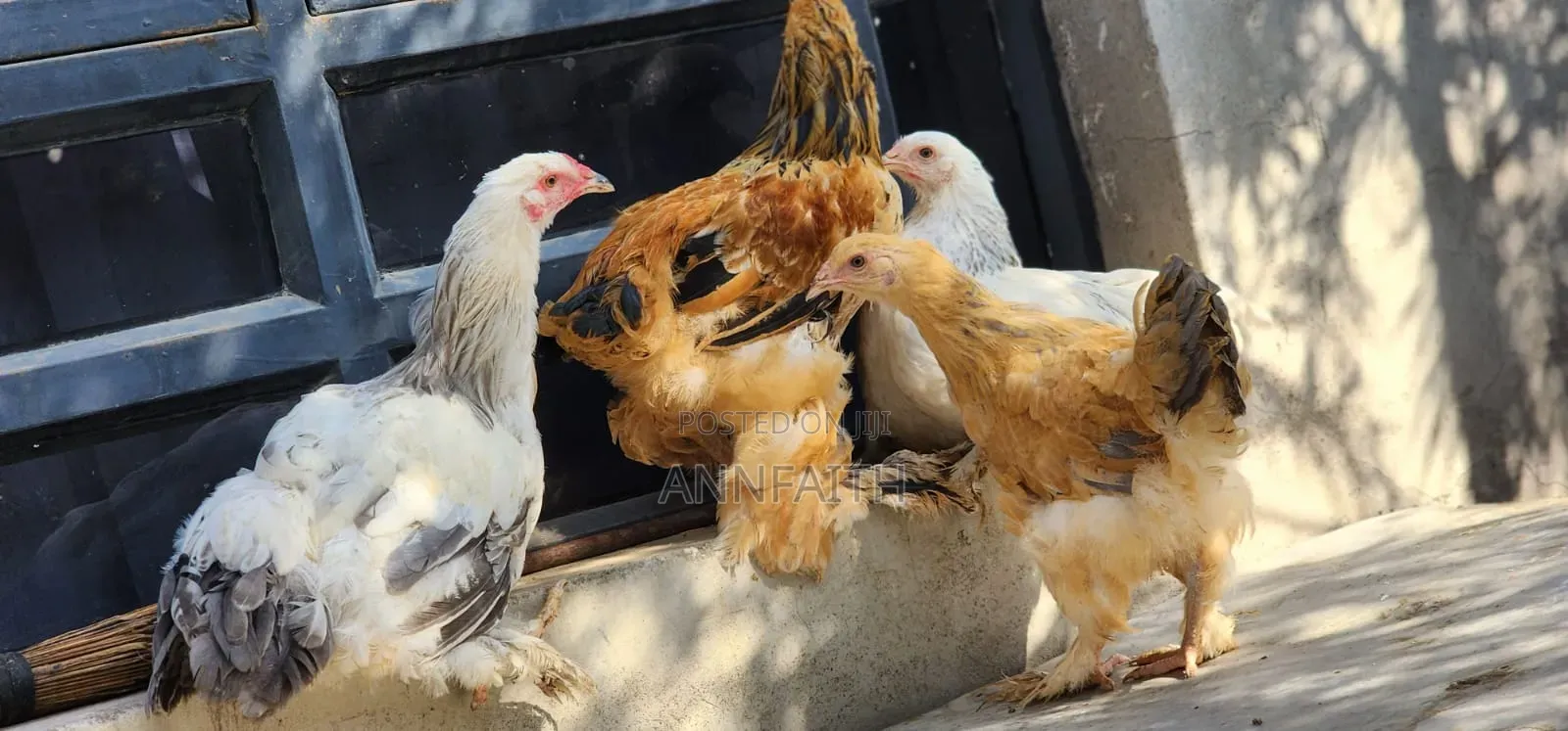 Brahma Chicken