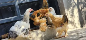 Brahma Chicken