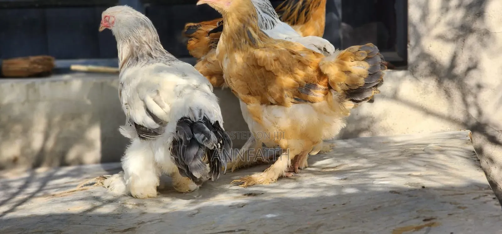 Brahma Chicken