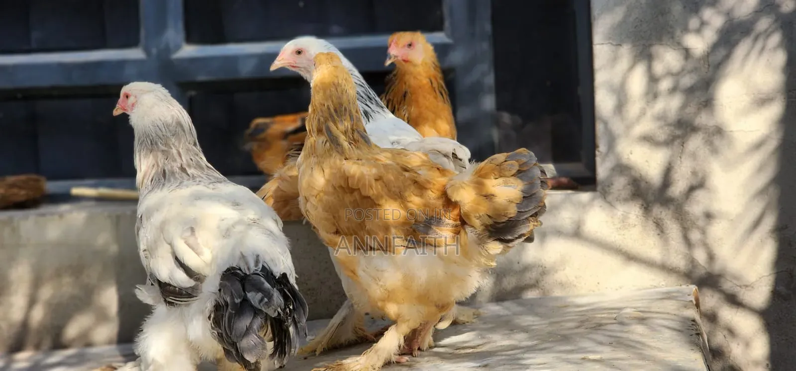 Brahma Chicken