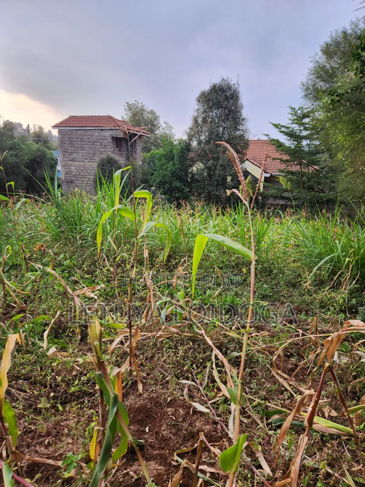 1⁄8 Acre Plots Ngong-Lemiso Rd(Silicon Valley)