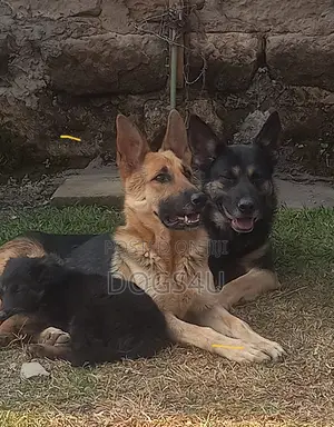 1-3 months Male Purebred German Shepherd