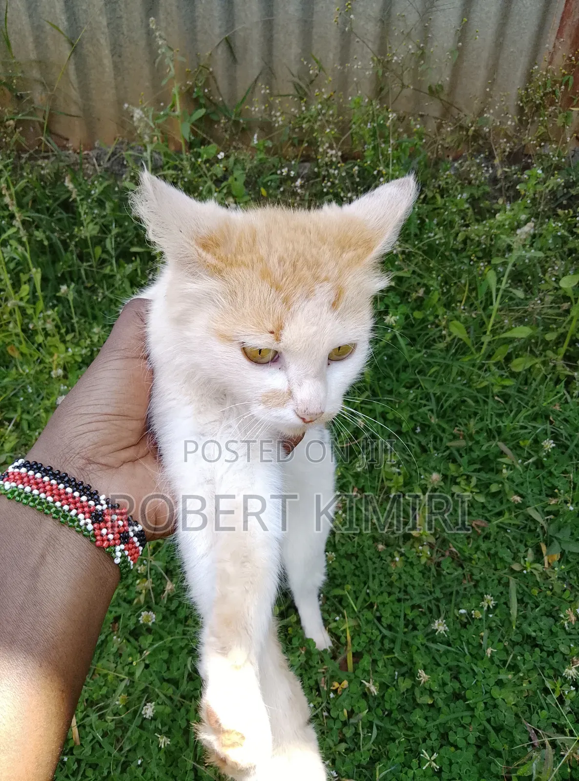 6-12 months Female Purebred American Shorthair