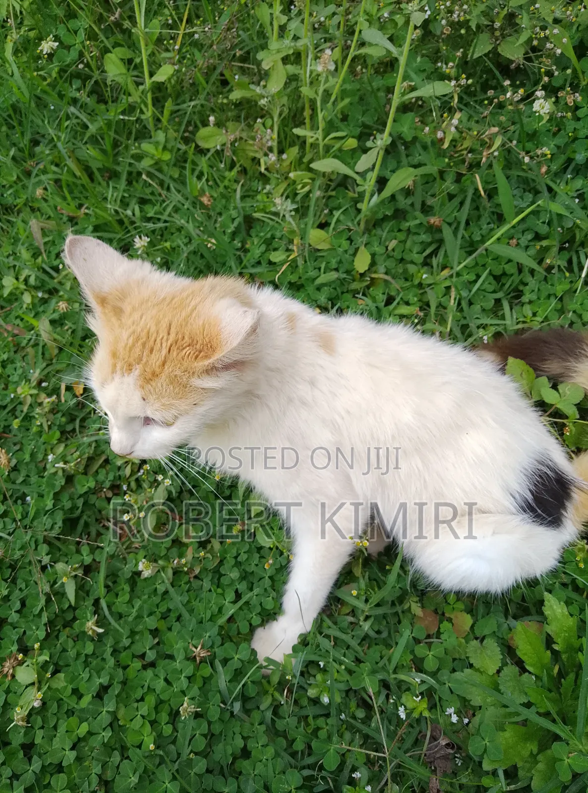 6-12 months Female Purebred American Shorthair