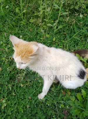 6-12 months Female Purebred American Shorthair