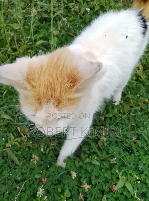 6-12 months Female Purebred American Shorthair