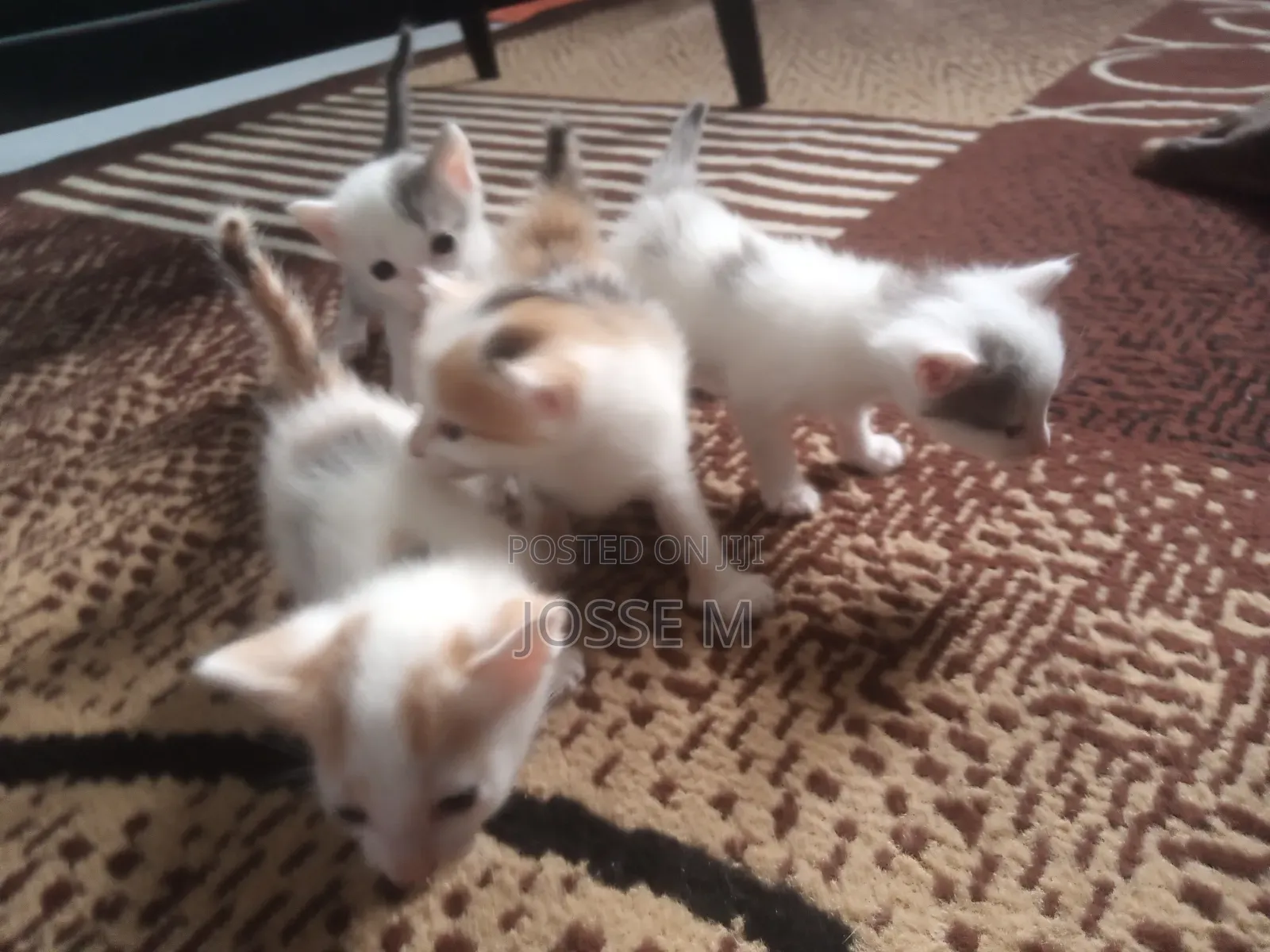 1-3 months Male Mixed Breed Cat