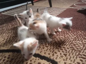 1-3 months Male Mixed Breed Cat