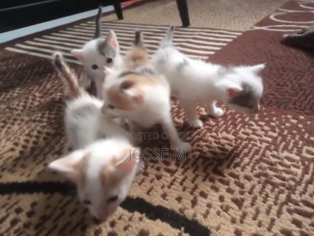 1-3 months Male Mixed Breed Cat - thumbnail 2