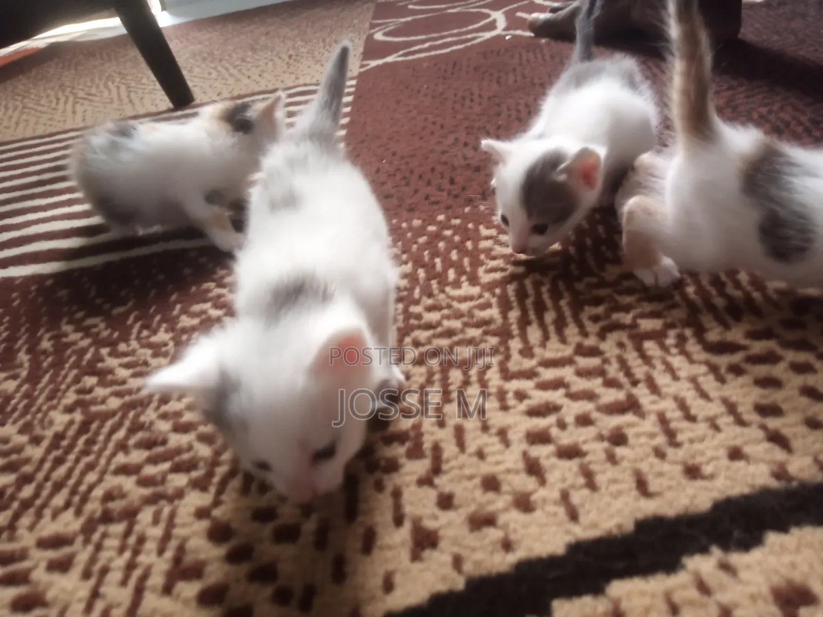 1-3 months Male Mixed Breed Cat