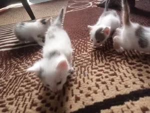 1-3 months Male Mixed Breed Cat
