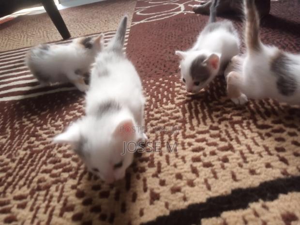 1-3 months Male Mixed Breed Cat - thumbnail 3