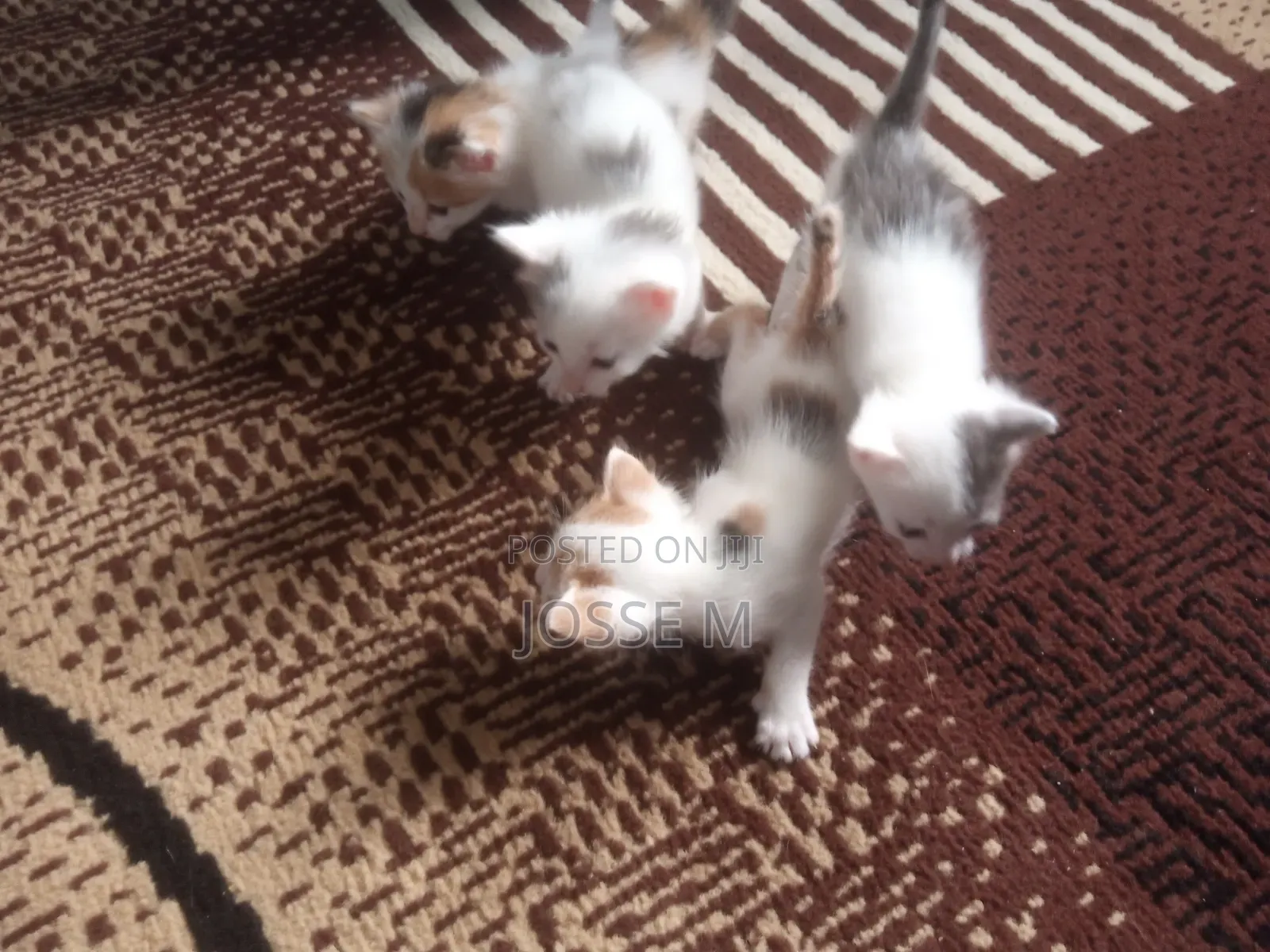 1-3 months Male Mixed Breed Cat