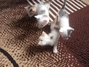 1-3 months Male Mixed Breed Cat
