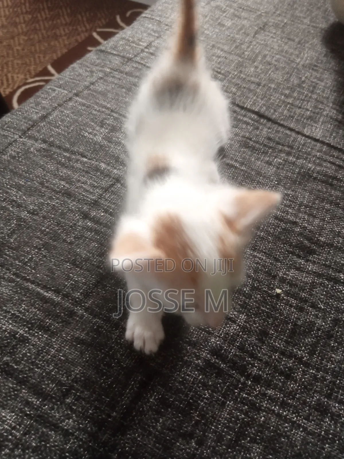 1-3 months Male Mixed Breed Cat