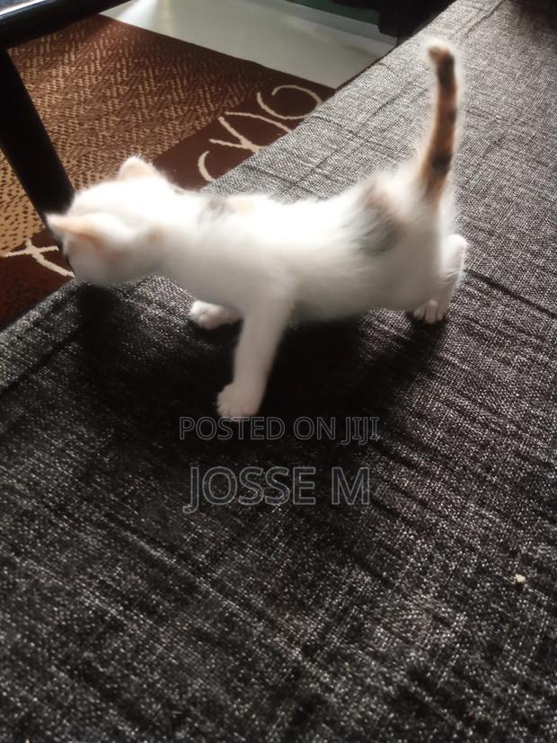 1-3 months Male Mixed Breed Cat - thumbnail 6