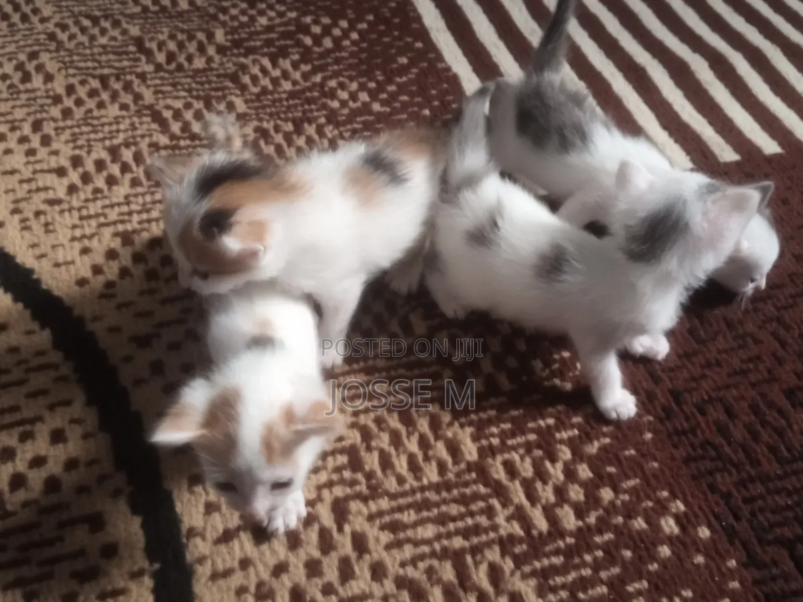 1-3 months Male Mixed Breed Cat