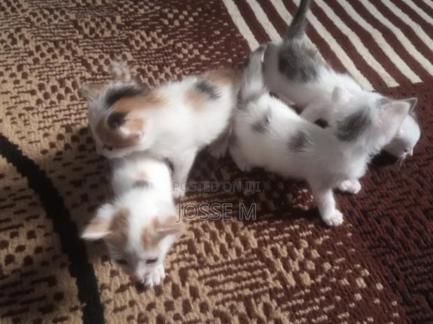 1-3 months Male Mixed Breed Cat - thumbnail 7