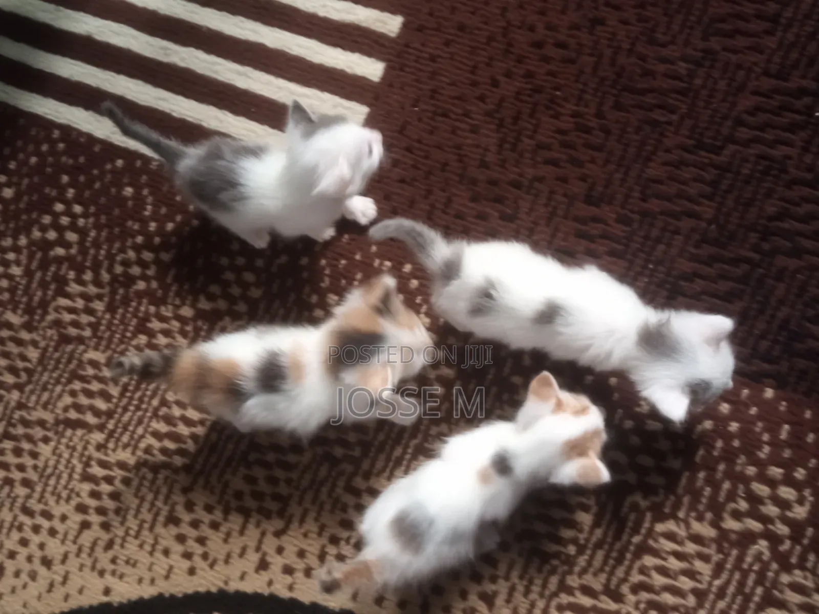 1-3 months Male Mixed Breed Cat