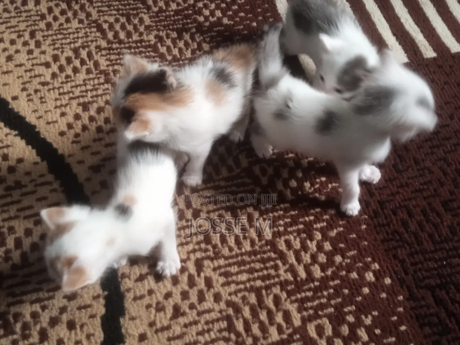 1-3 months Male Mixed Breed Cat